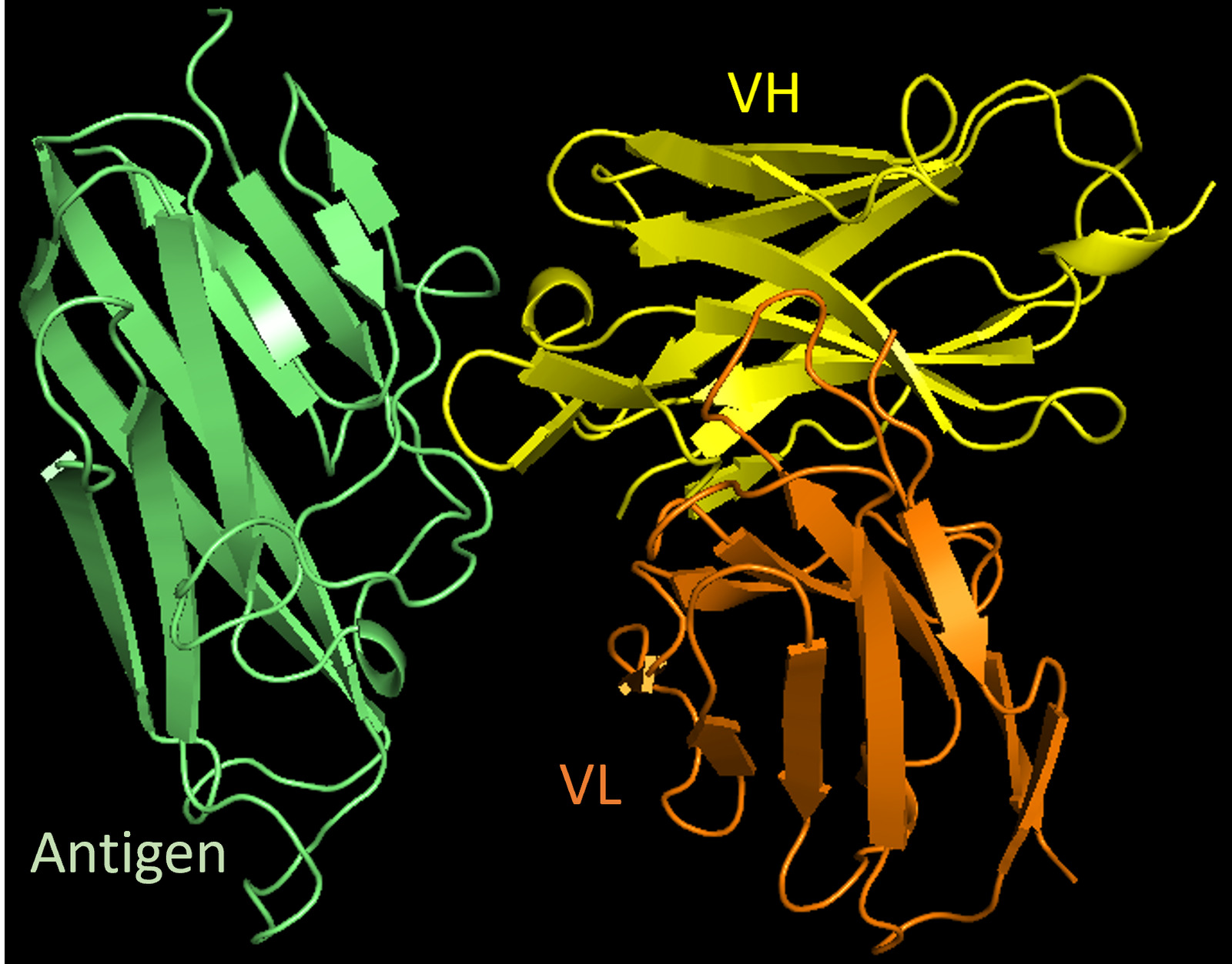 Predicted structure of an antibody variable fragment bound to its antigen, with heavy chain, light chain and antigen shown in different colors.