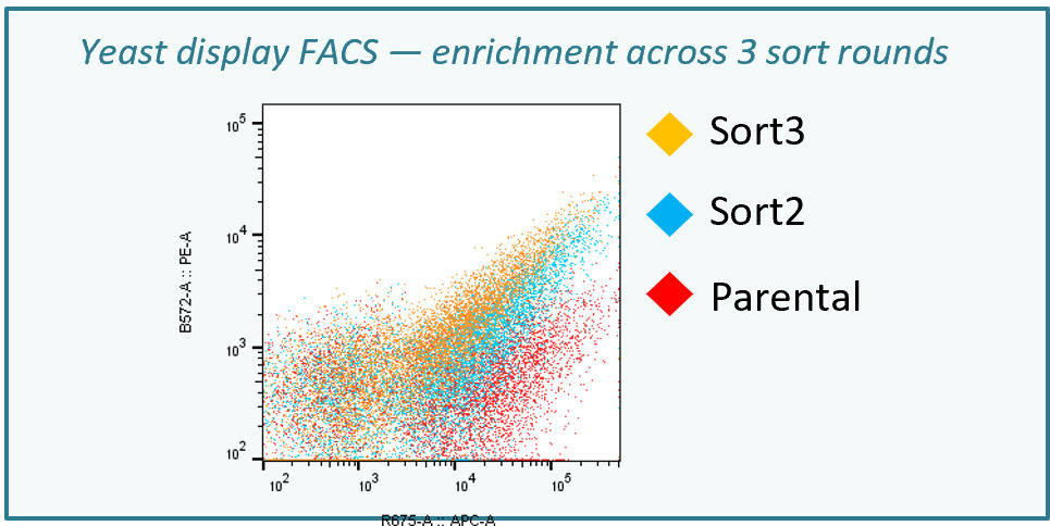 Flow cytometry dot plot overlaying the parental population with sort round two and sort round three, showing progressive enrichment.