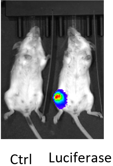 Bioluminescence imaging of a control mouse alongside a tumor-bearing mouse.