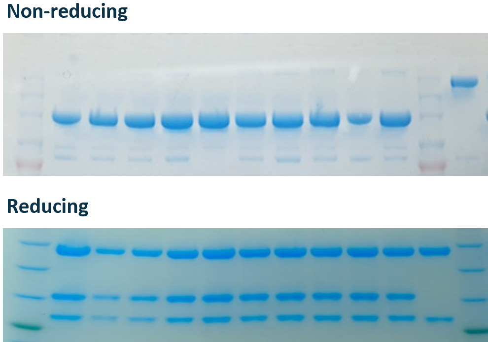 SDS-PAGE gels of an engineered bispecific antibody under reducing and non-reducing conditions.