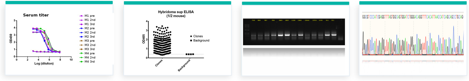 Four data panels from a hybridoma campaign: serum titer curves, clone screening ELISA scatter, PCR amplification gel, and a Sanger sequencing trace.