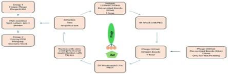 Diagram of the phage display panning cycle: phage library, antigen-coated bead capture, washing, elution, infection and amplification.